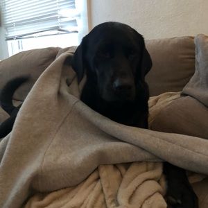 Meet your Posher, Patrick